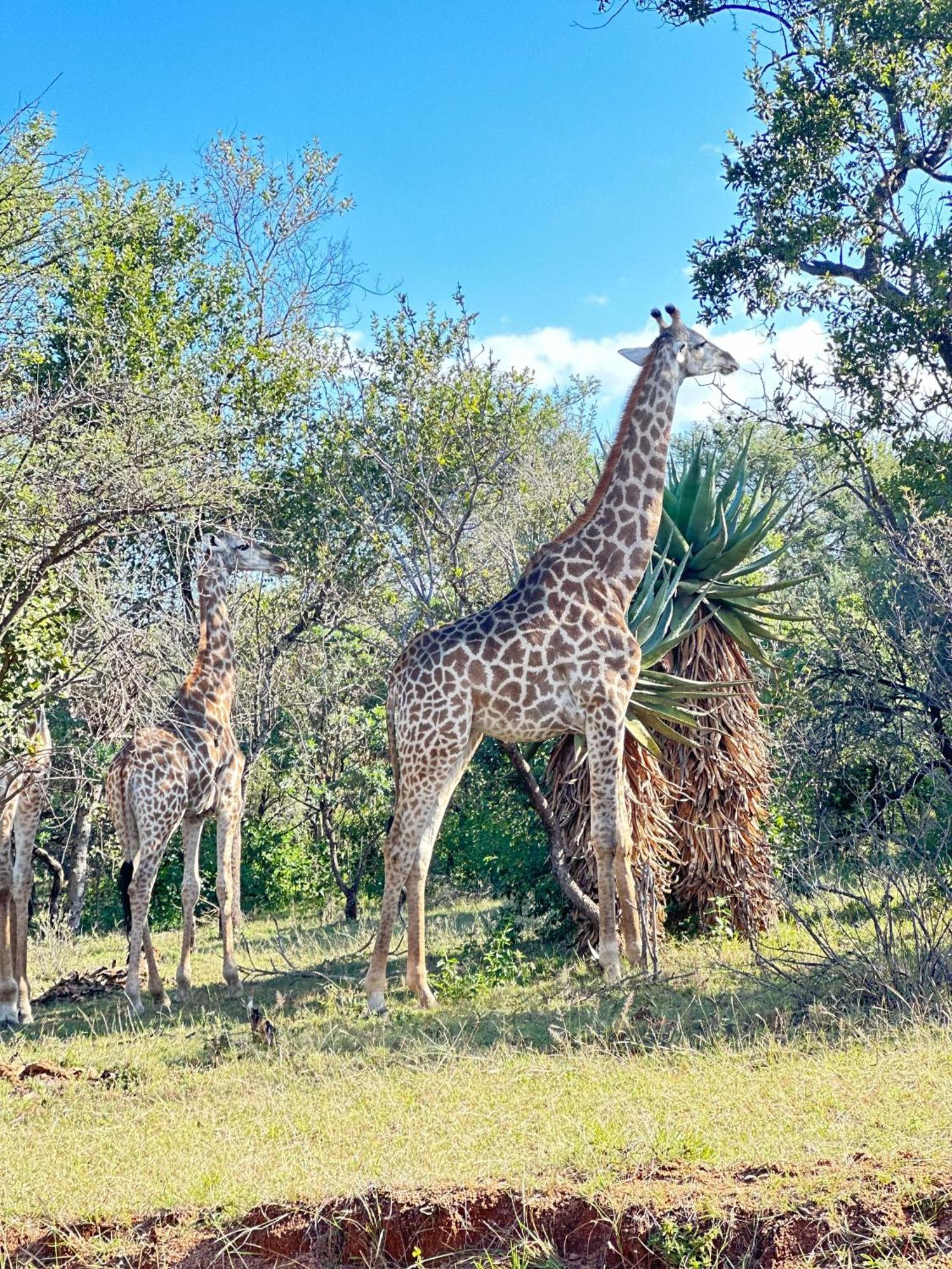 Kingdoms Lodge Groblersdal